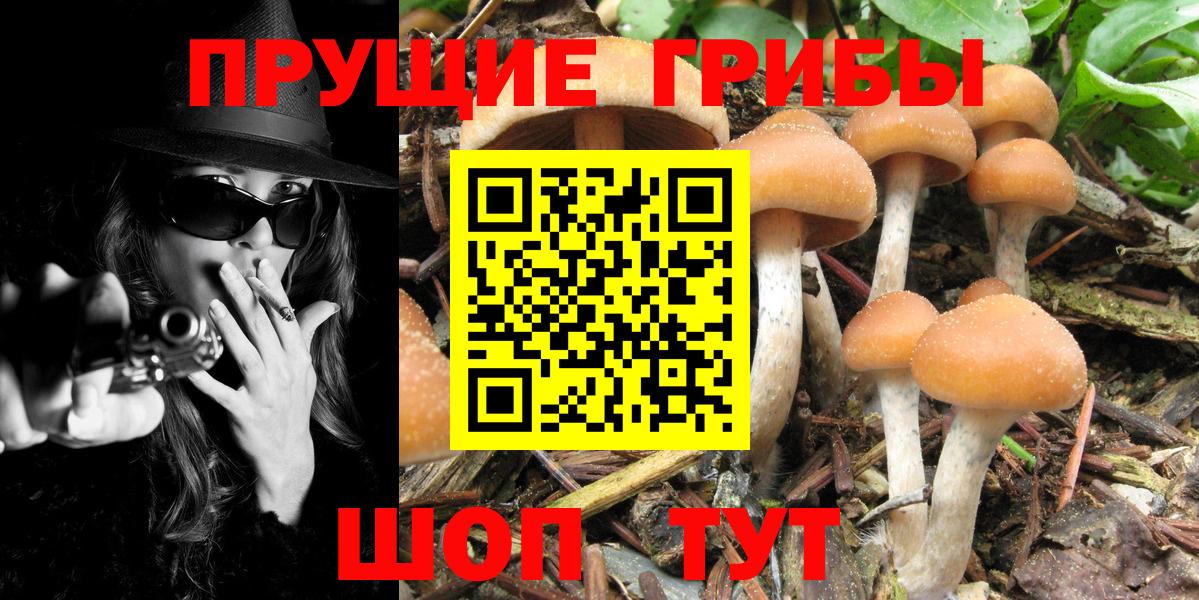 Пугачёв  Галлюциногенные грибы мухоморы  Вход с VPN 